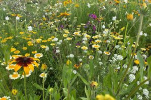 Pluktuin Doetinchem