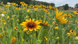 Bloemenpluktuin Doetinchem