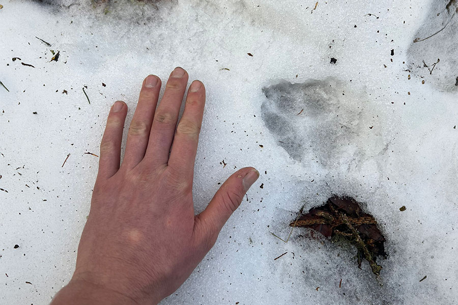 Bushcraft voor kinderen - Afbeelding 3